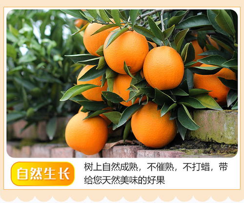 高山臍橙 一瓣入口，滿口自然的清甜